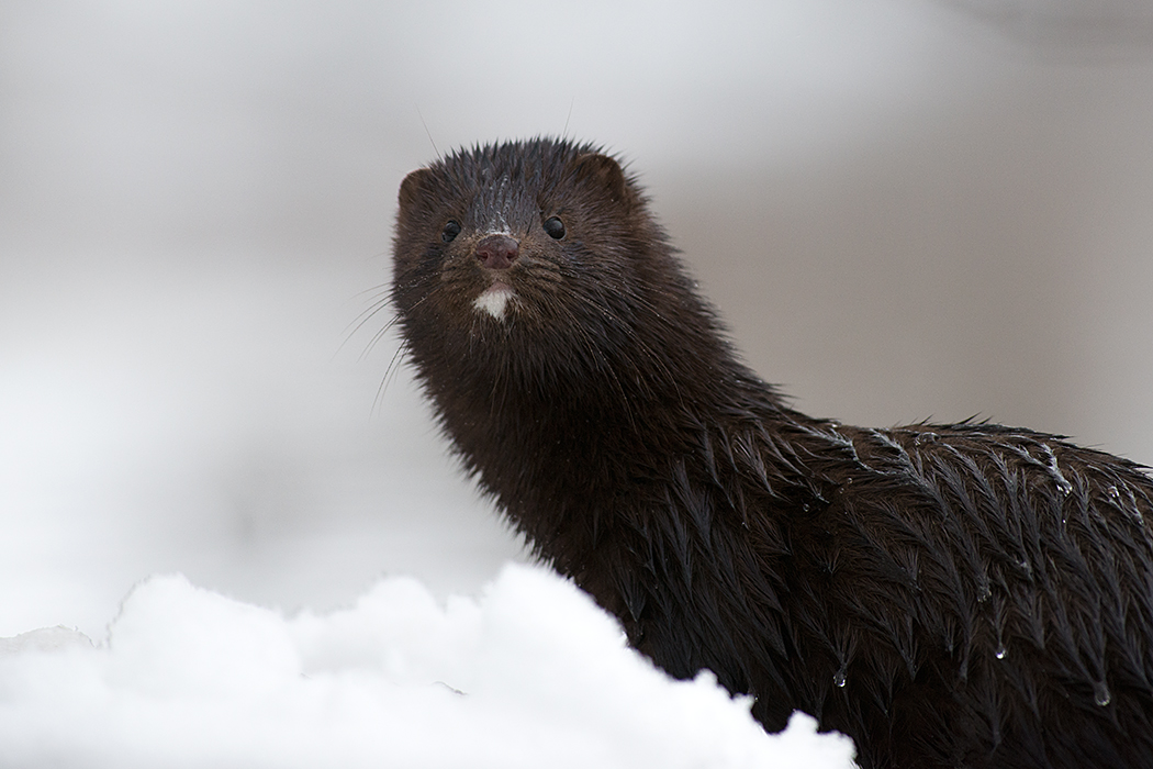 Mink